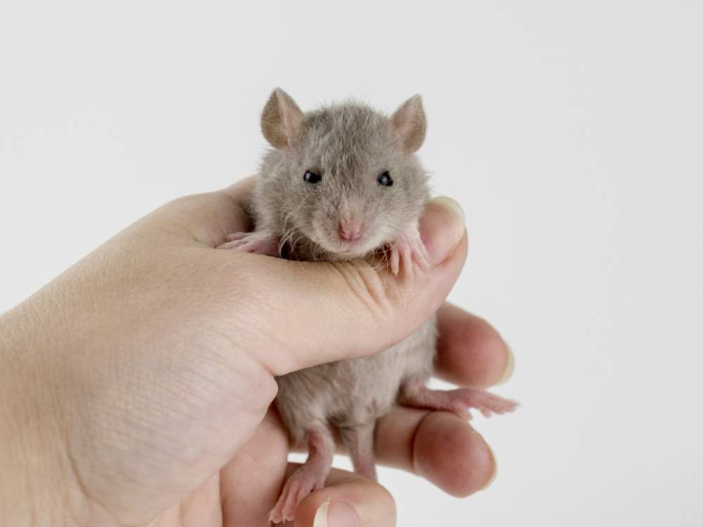 Fancy rat Breeder Rattus norvegicus 