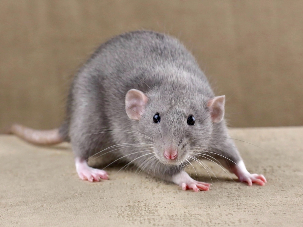 Fancy rat Deceased Rattus norvegicus 