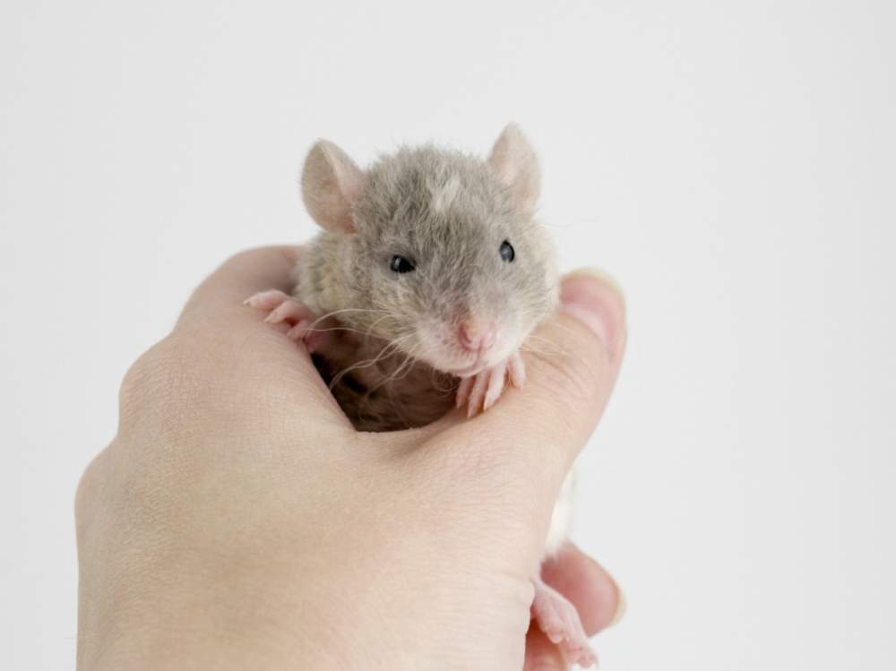 Fancy rat Free Rattus norvegicus 