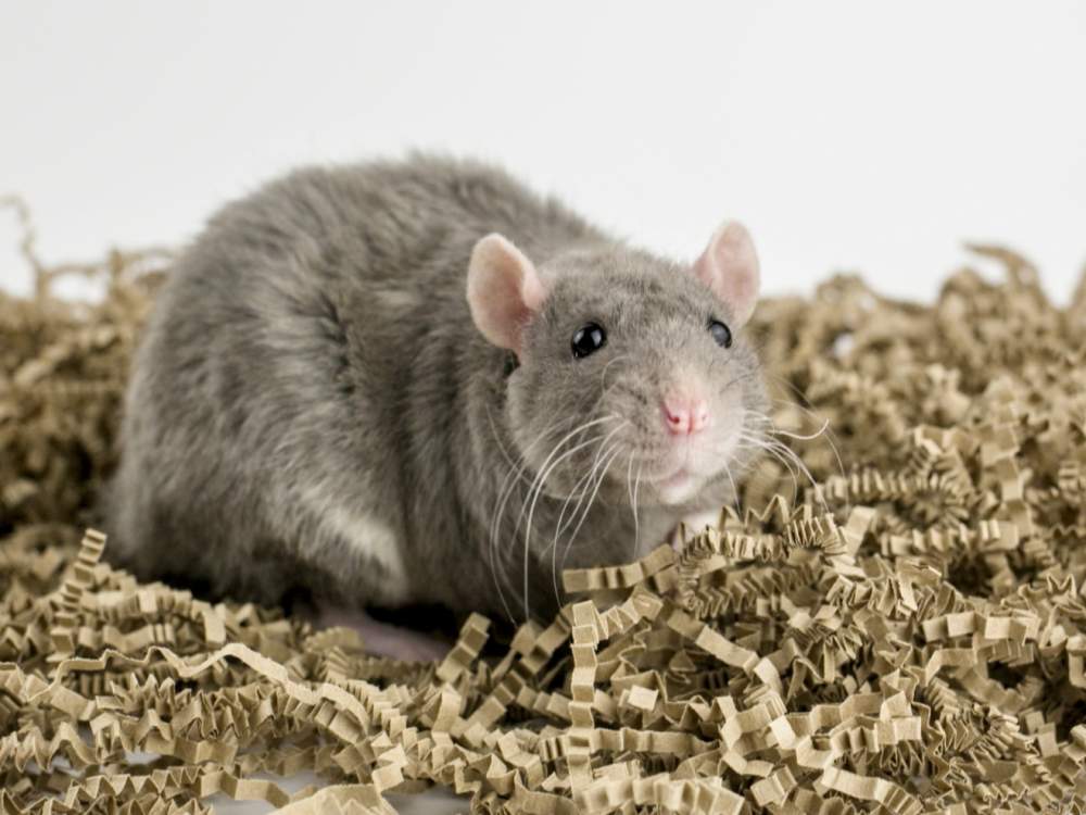 Fancy rat Breeder Rattus norvegicus 