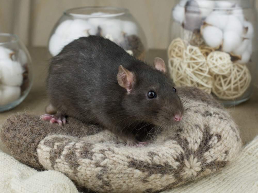 Fancy rat Retired Rattus norvegicus 