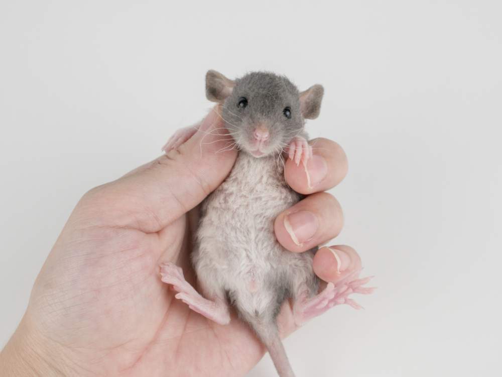 Fancy rat Pet only Rattus norvegicus 