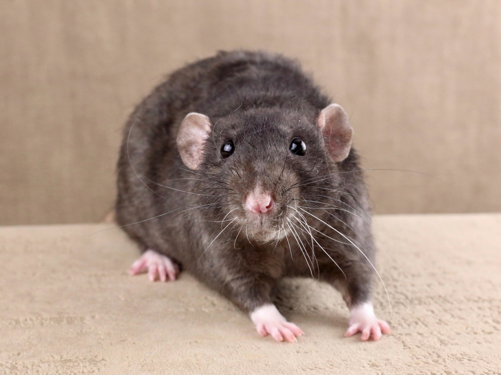 Fancy rat Deceased Rattus norvegicus 