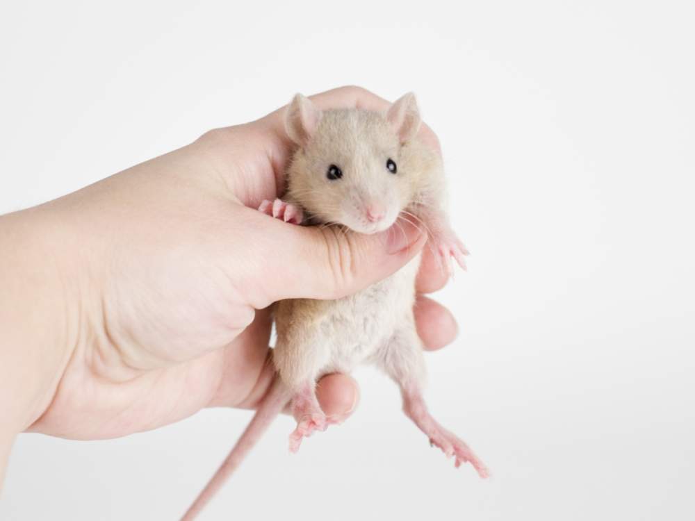 Fancy rat Available for rehoming Rattus norvegicus 