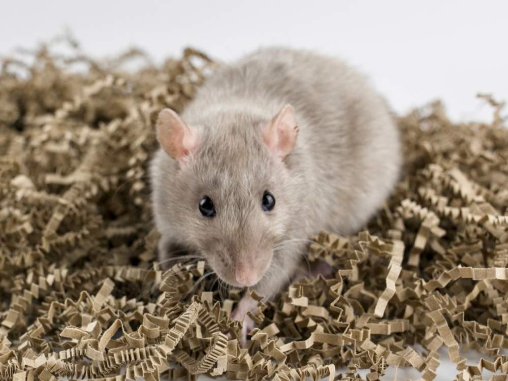 Fancy rat Breeder Rattus norvegicus 