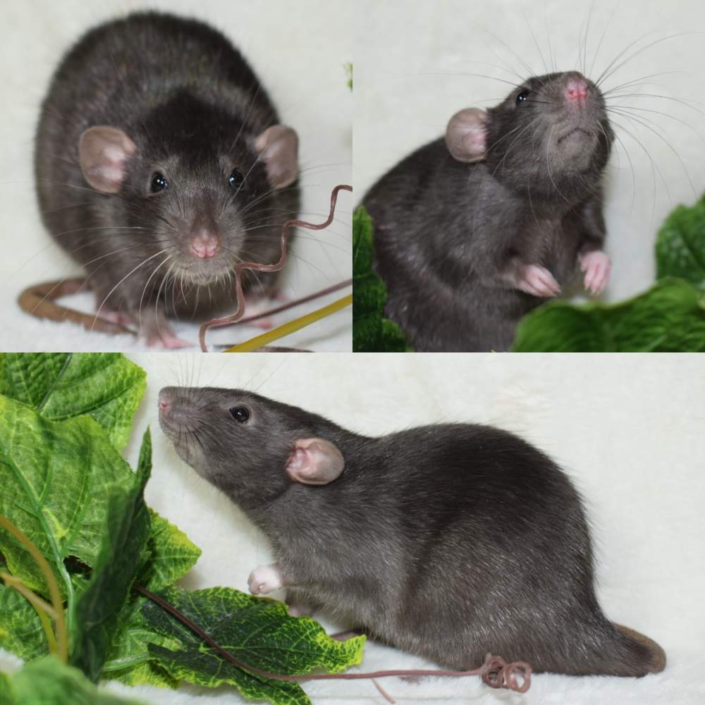Fancy rat Owned by other Rattus norvegicus 