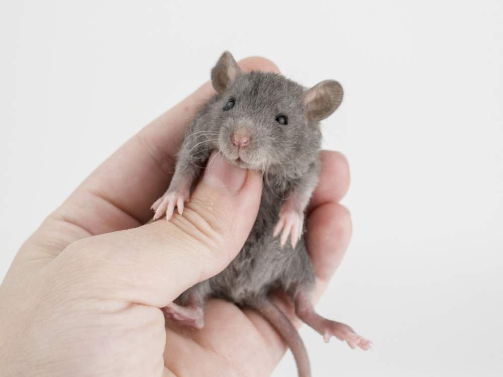 Fancy rat Free Rattus norvegicus 