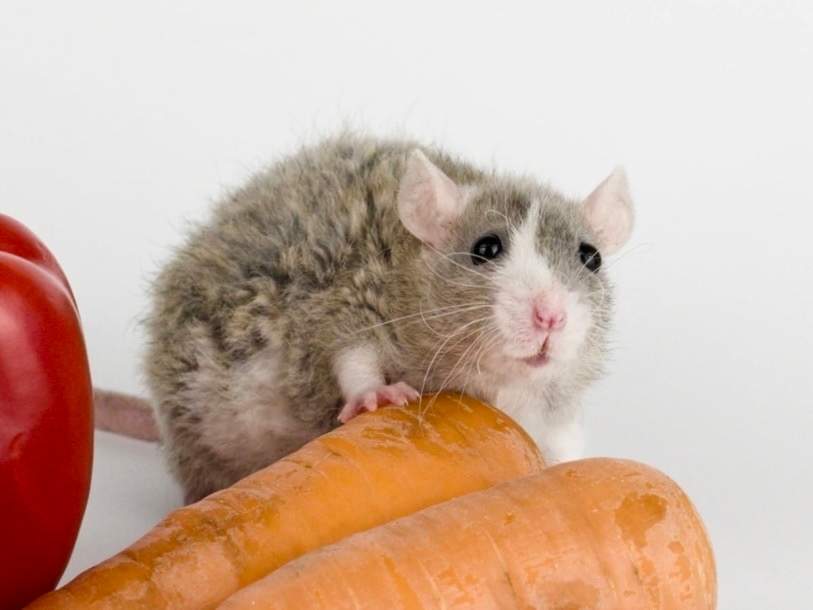 Fancy rat Breeder Rattus norvegicus 