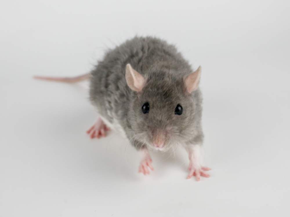 Fancy rat Owned by other Rattus norvegicus 