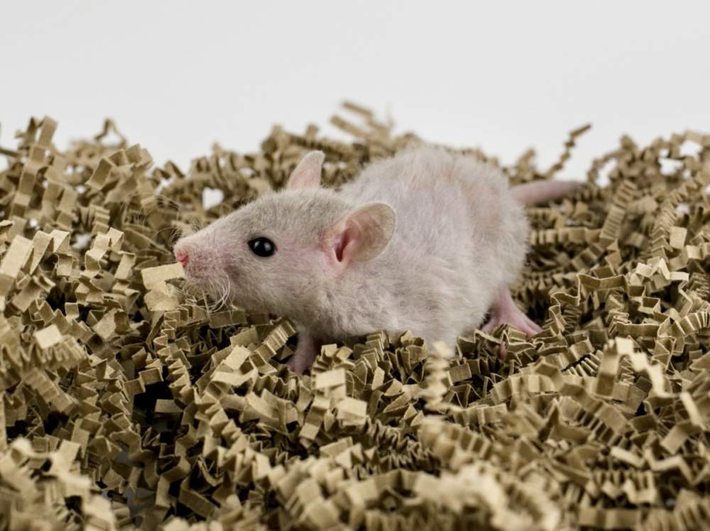 Fancy rat Breeder Rattus norvegicus 