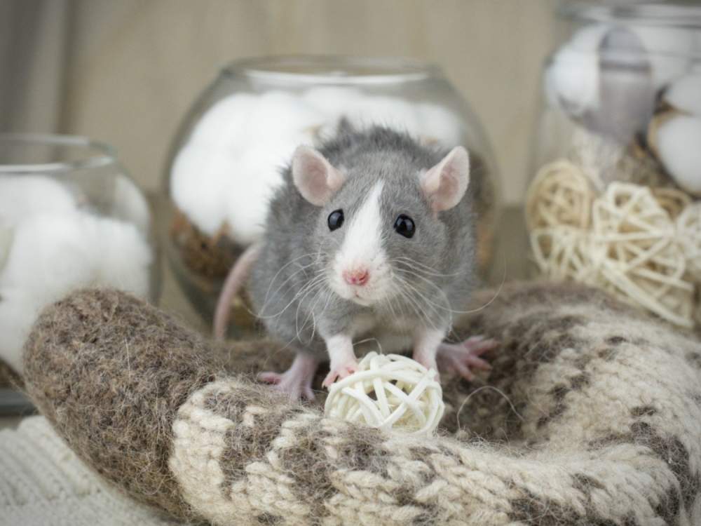 Fancy rat Breeder Rattus norvegicus 