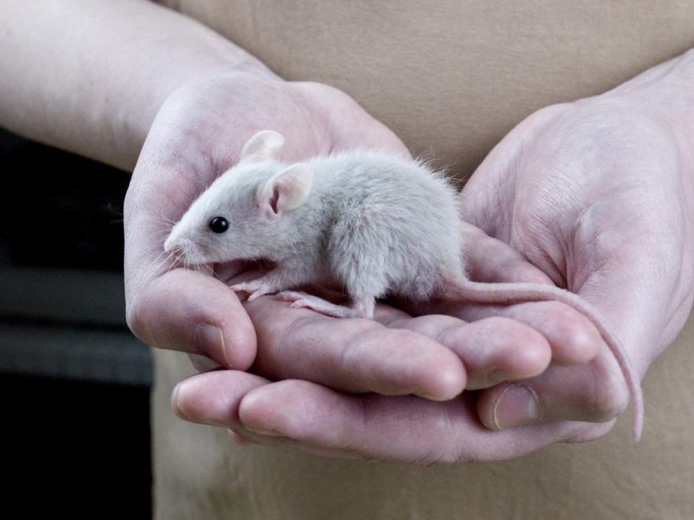 Fancy rat Breeder Rattus norvegicus 