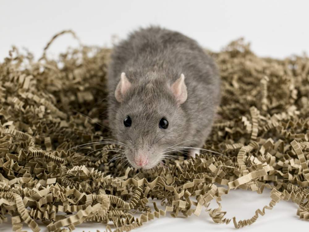 Fancy rat Breeder Rattus norvegicus 