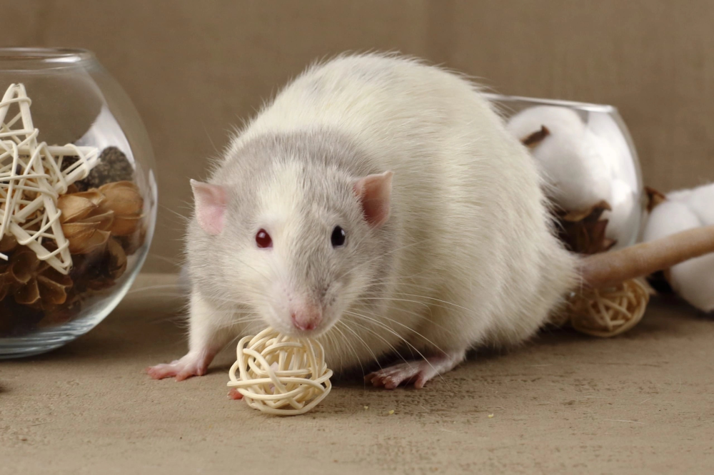 Fancy rat Deceased Rattus norvegicus 