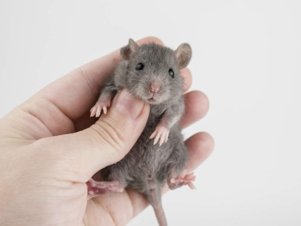 Fancy rat Free Rattus norvegicus 