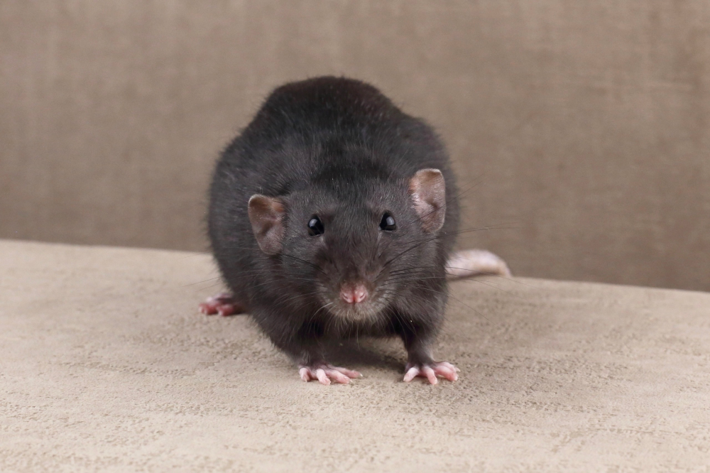 Fancy rat Deceased Rattus norvegicus 