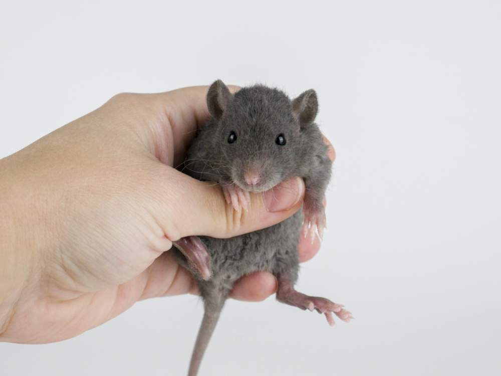 Fancy rat Pet only Rattus norvegicus 