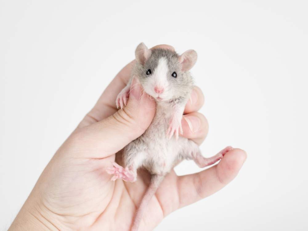 Fancy rat Available for rehoming Rattus norvegicus 