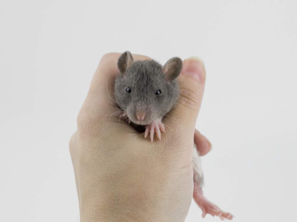 Fancy rat Free Rattus norvegicus 