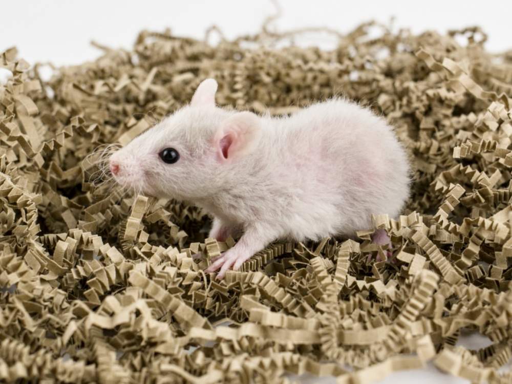 Fancy rat Breeder Rattus norvegicus 