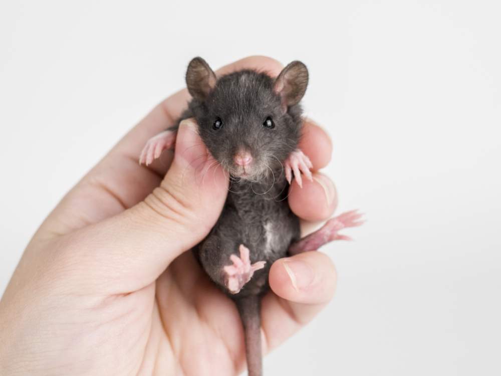 Fancy rat Breeder Rattus norvegicus 