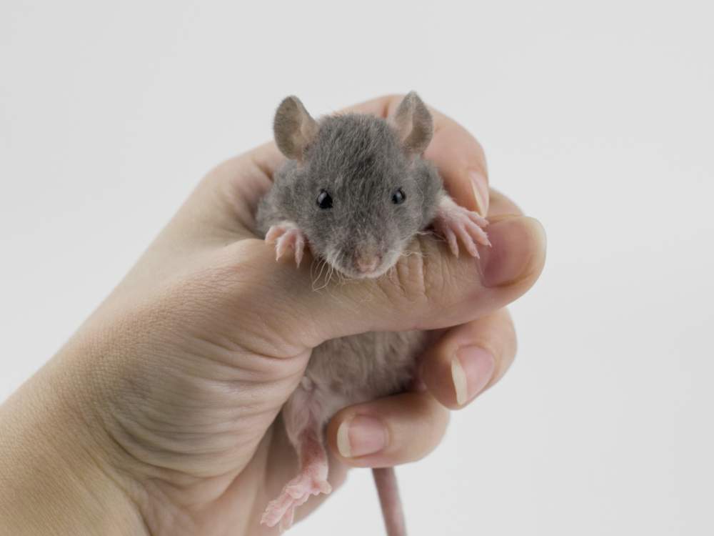 Fancy rat Breeder Rattus norvegicus 