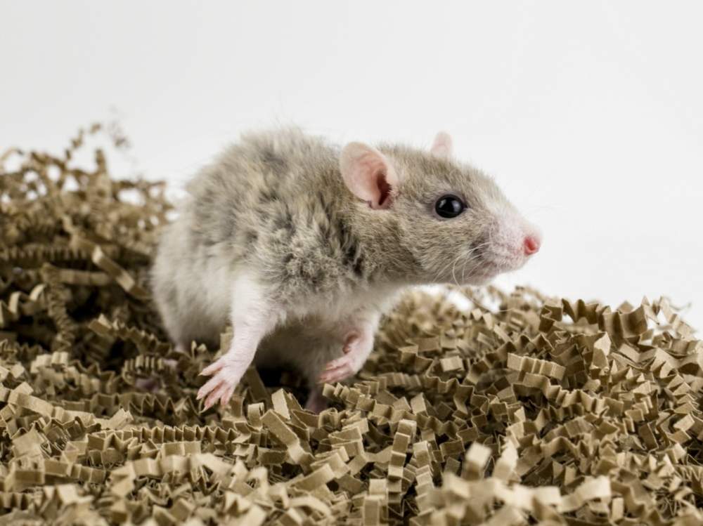 Fancy rat Retired Rattus norvegicus 