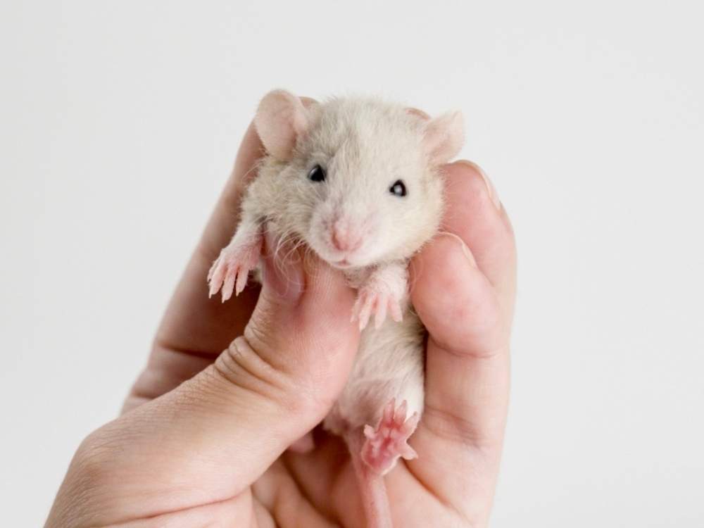 Fancy rat Available for rehoming Rattus norvegicus 