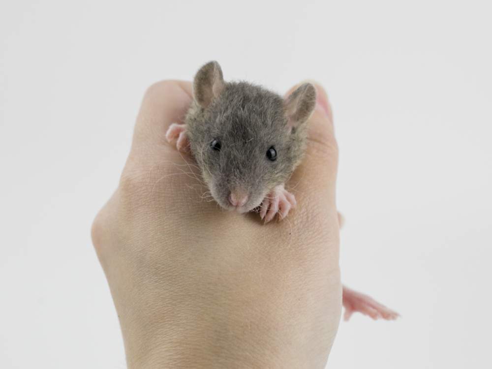 Fancy rat Free Rattus norvegicus 