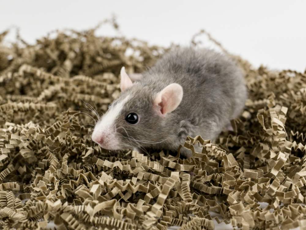 Fancy rat Breeder Rattus norvegicus 