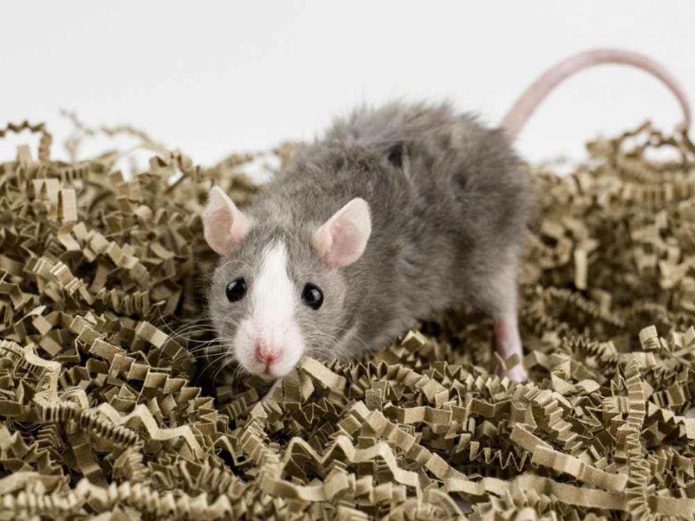 Fancy rat Breeder Rattus norvegicus 