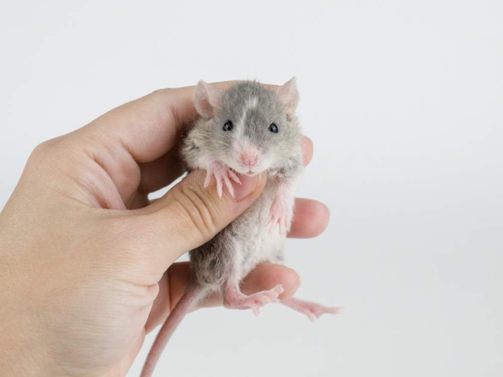 Fancy rat Pet only Rattus norvegicus 