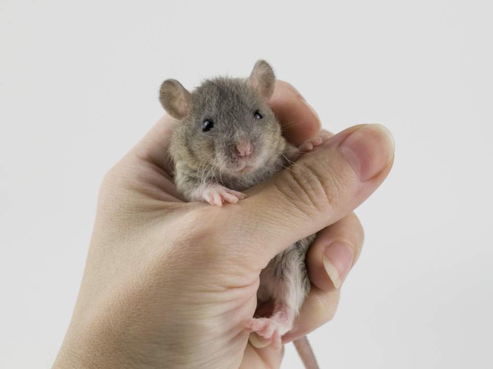 Fancy rat Free Rattus norvegicus 