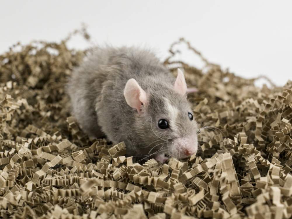 Fancy rat Breeder Rattus norvegicus 