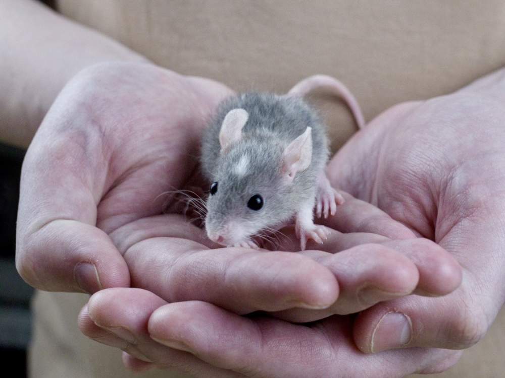 Fancy rat Free Rattus norvegicus 