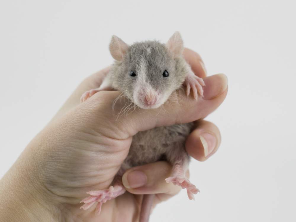 Fancy rat Breeder Rattus norvegicus 