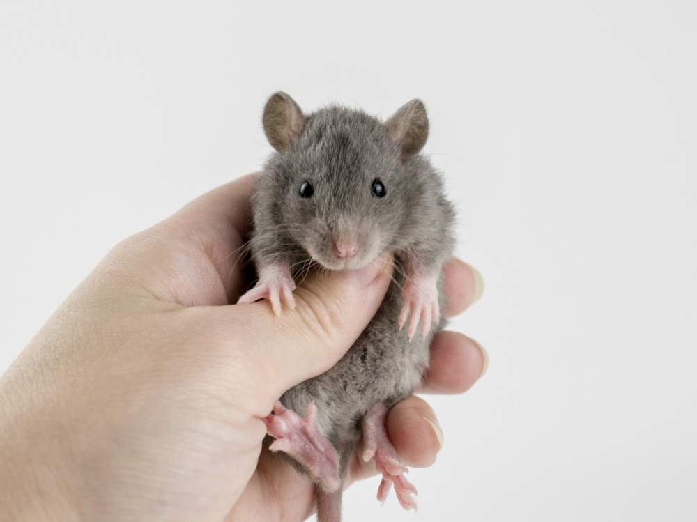 Fancy rat Free Rattus norvegicus 