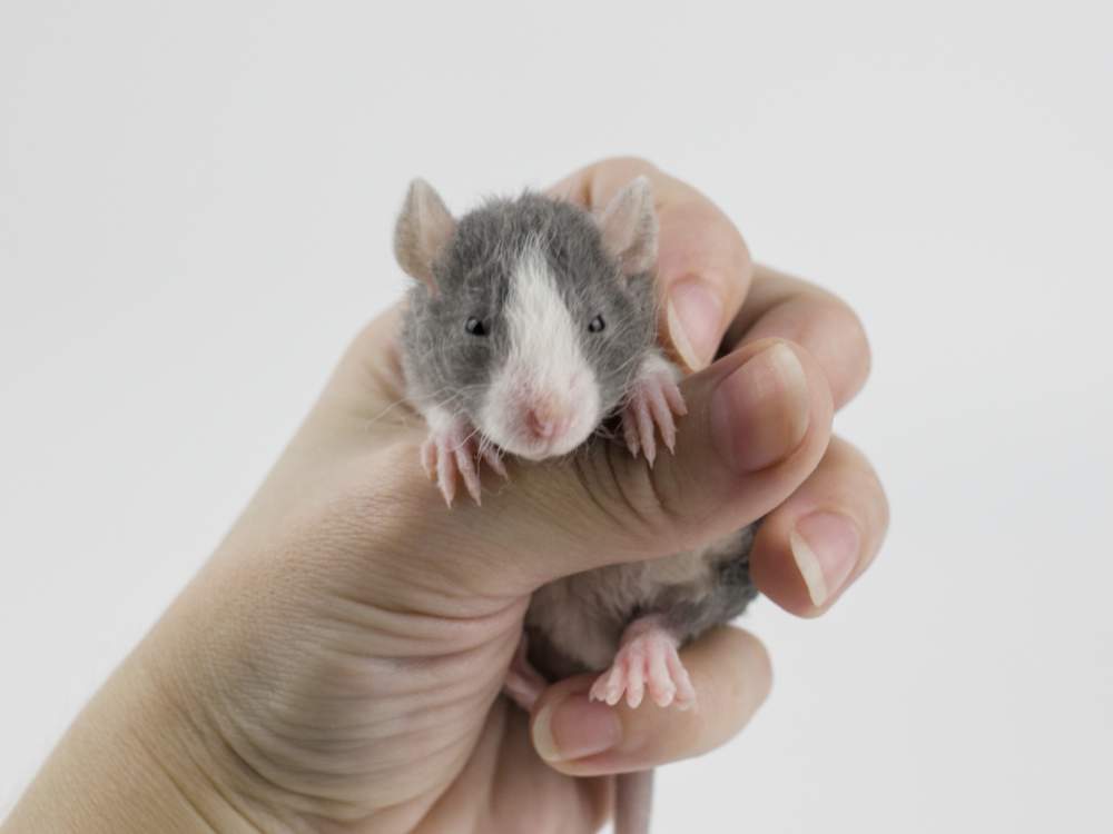 Fancy rat Pet only Rattus norvegicus 