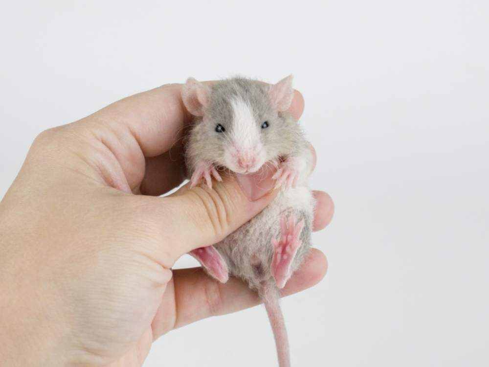 Fancy rat Pet only Rattus norvegicus 