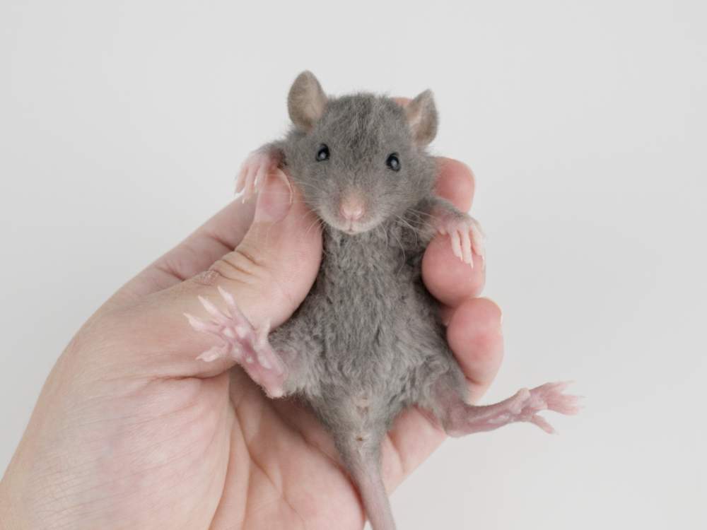 Fancy rat Breeder Rattus norvegicus 