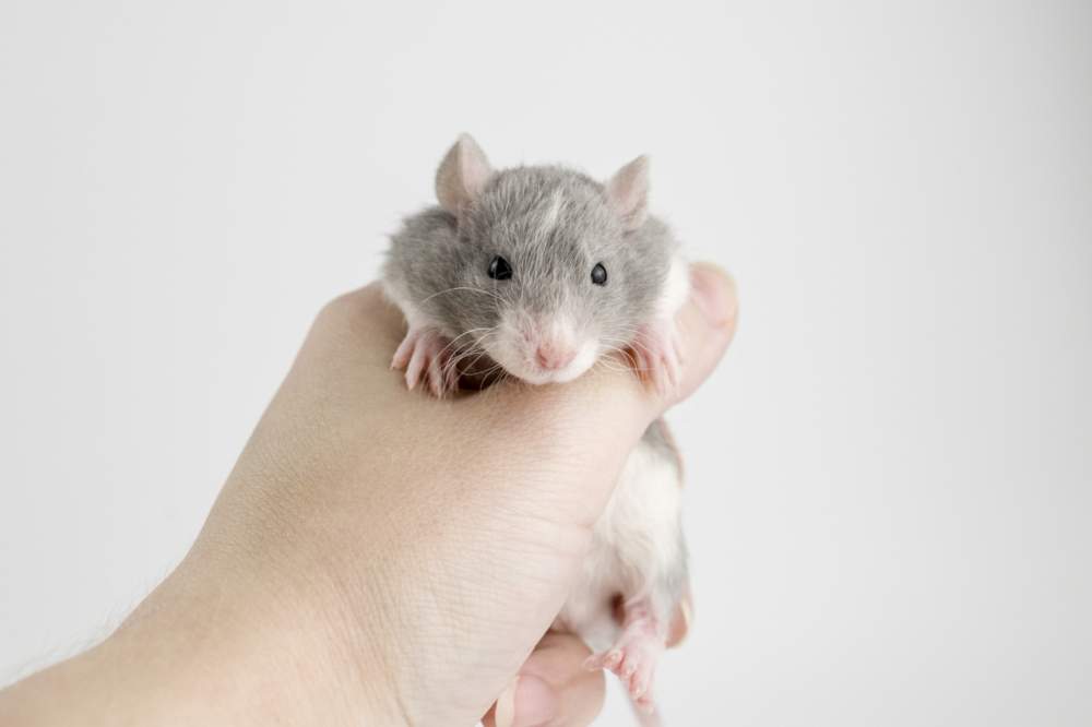 Fancy rat Free Rattus norvegicus 