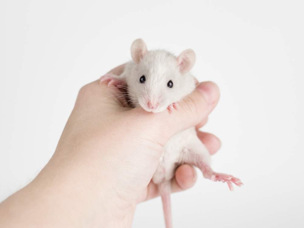 Fancy rat Owned by other Rattus norvegicus 