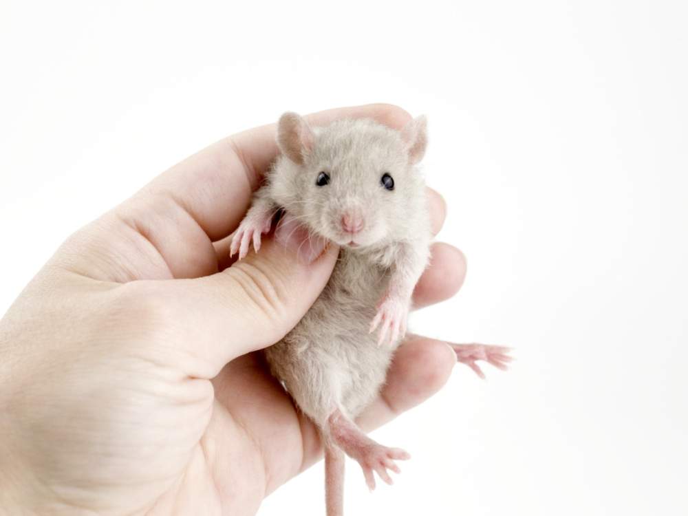 Fancy rat Breeder Rattus norvegicus 