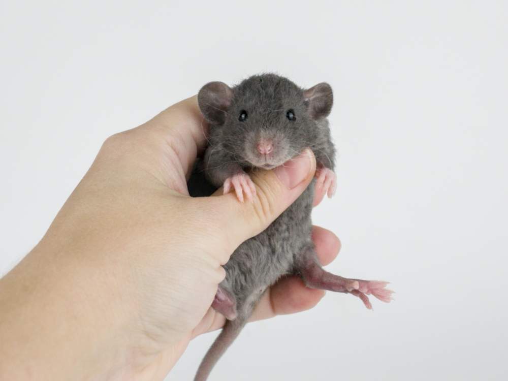 Fancy rat Pet only Rattus norvegicus 