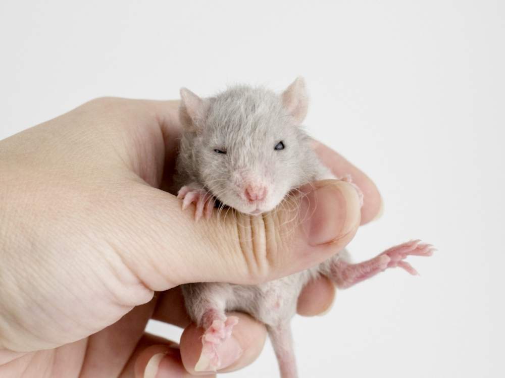 Fancy rat Breeder Rattus norvegicus 