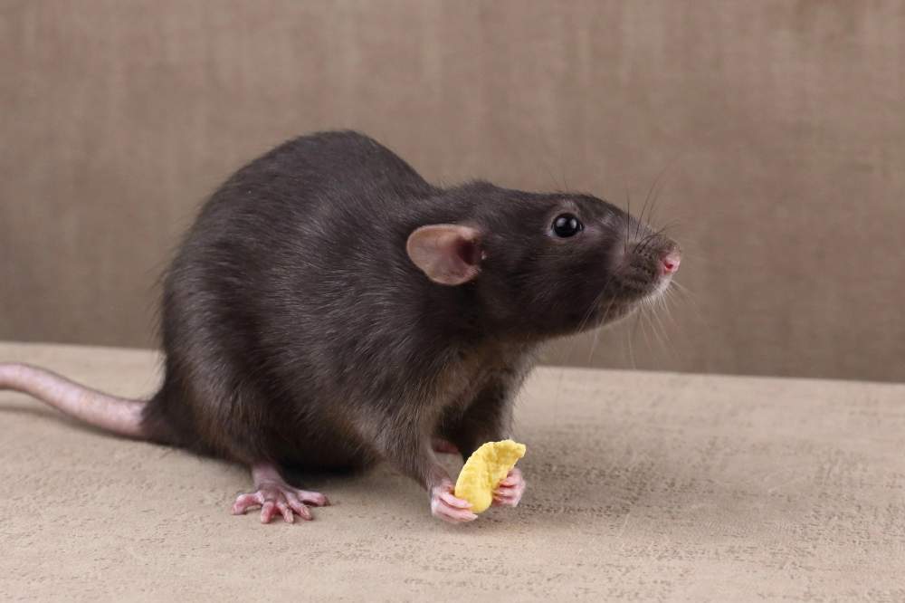 Fancy rat Deceased Rattus norvegicus 