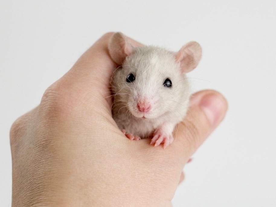 Fancy rat Available for rehoming Rattus norvegicus 