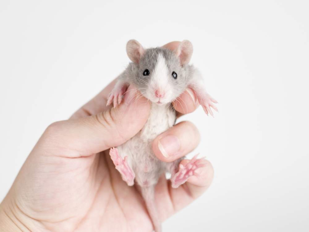 Fancy rat Breeder Rattus norvegicus 