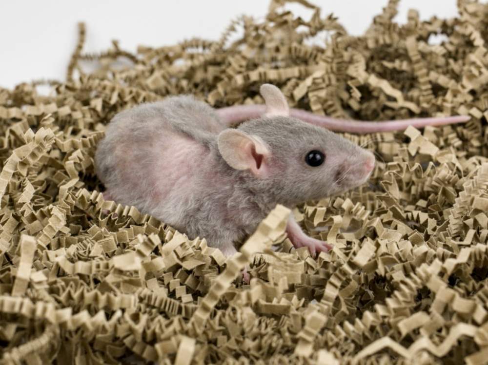 Fancy rat Breeder Rattus norvegicus 