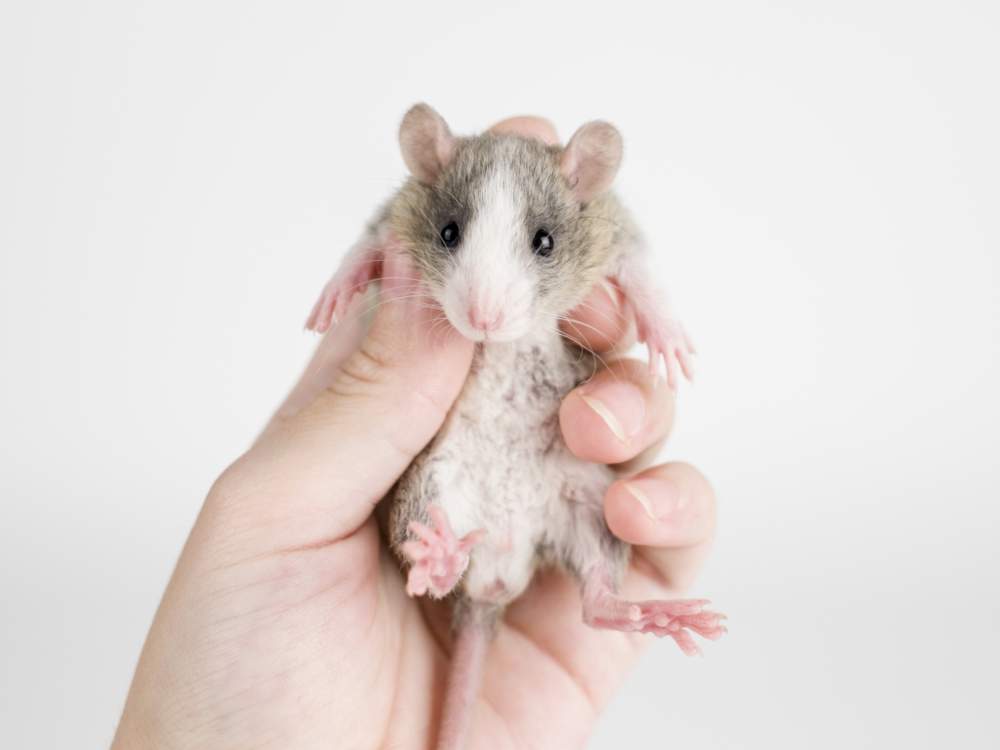 Fancy rat Owned by other Rattus norvegicus 